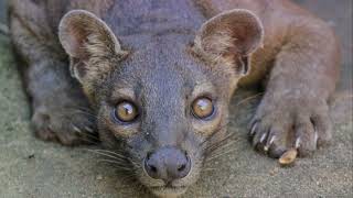 The Fossa Madagascars Mysterious Predator 2024 animals wildlife naturelovers [upl. by Hannaj80]