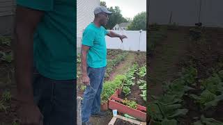 How to plant Jamaican Callaloo backyardstyle gardening superfood organic growingyourownfood [upl. by Derfliw705]