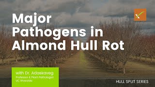 Dr Adaskaveg Reviews Major Pathogens in Almond Hull Rot [upl. by Poulter23]