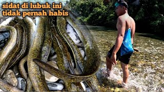 berburu ikan sidat di sungai yg jernih  ternyata mudah sekali dapat sidat di sini [upl. by Eltsyek944]