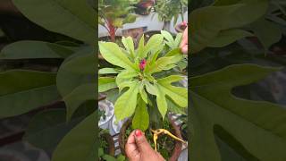 Jatropha Plant for Gardeners ytshorts viralvideo garden [upl. by Ajim984]