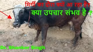 Convulsions  Seizure Episodes  Succesful Treatment in Cow [upl. by Drescher134]