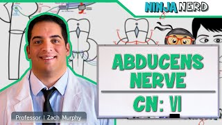 Neurology  Abducens Nerve Cranial Nerve VI [upl. by Itoyj]