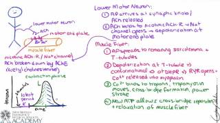 Skeletal Muscle Contraction [upl. by Ennairek]