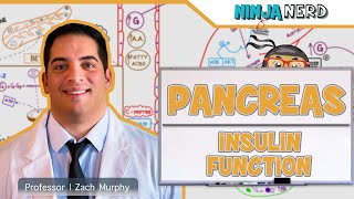 Endocrinology  Pancreas Insulin Function [upl. by Etterraj794]