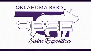 OBSE  Purebred Gilts then Commercial Gilt Show [upl. by Kruse]