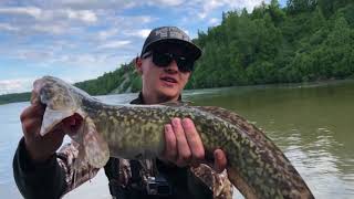 Burbot Fishing Alaska New PB [upl. by Tinaret359]