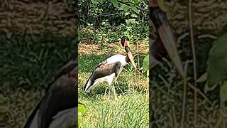 Saddle Billed Stork Kansas City Zoo [upl. by Zack]