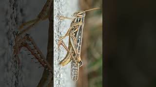 ¹ 🦀☆²⁷ Orthoptera ◇¹ Caelifera ▪︎ Grasshoppers  Observed in Description [upl. by Reiter577]