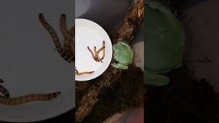 Litoria caerulea Whites tree frog eating superworms [upl. by Eibot]