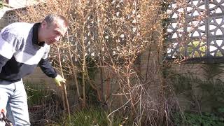 Pruning Cornus sanguinea [upl. by Vachill]