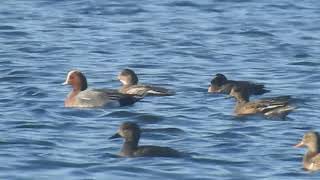 Baikal Teal at Hornsea Mere [upl. by Lynnell]