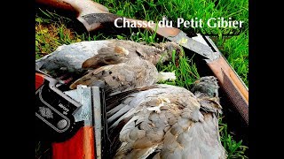 Chasse au petit gibier  perdrix faisans pigeons [upl. by Aschim274]