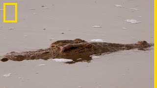 Le crocodile du Nil seul prédateur à pouvoir tuer un buffle à lui seul [upl. by Ancell740]