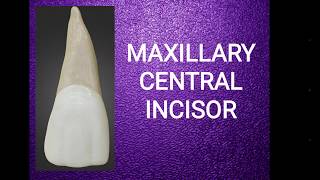 Maxillary central incisor [upl. by Cassandry]