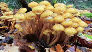 Agaricales Part 5 Pleurotaceae Pluteaceae Hygrophoraceae Clavariaceae and Physalacriaceae [upl. by Esirehc815]