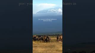 Amboseli national park wildlife amboselinationalpark kilimanjaro elephants [upl. by Mcnully]