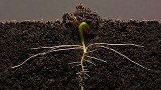 Bean TimeLapse  25 days  Soil cross section [upl. by Hamer127]