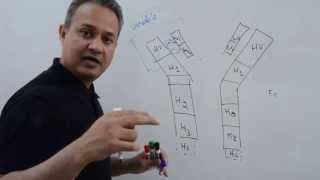 Immunology Lecture 12 Part 1 Immunoglobulins [upl. by Aimal]