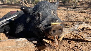 Pig Hunting South West Queensland Week 1 [upl. by Dione]