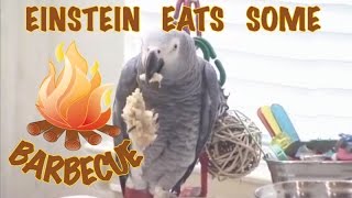 Eats some Barbecue and wants MORE  Einstein the Talking Texan Parrot [upl. by Dionisio724]