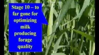 Triticale as Quality Forage Video 3 [upl. by Nuncia]