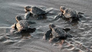 AMAZING FOOTAGE of Baby Turtle Hatch Run Towards Ocean [upl. by Eugirne996]