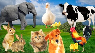 Familiar animal sounds cats elephants rabbits ducks cows [upl. by Teews]