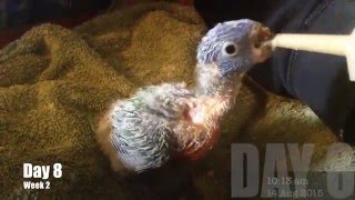 Hand Rearing 2 Baby Lorikeets 6 weeks in one Song [upl. by Idnod]