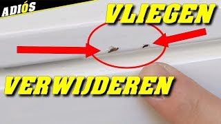 TIPS OM VLIEGEN EN INSECTEN TE VERWIJDEREN UIT VERF WAT NOG NAT IS How to remove flies out of paint [upl. by Nerb858]