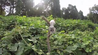 Kudzu Time Lapse [upl. by Aiciled]