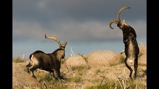 Cabras montesas el celo de la Cabra montés [upl. by Gweneth482]