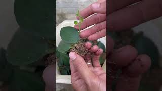 How to grow Aeschynanthus lobbiana from leaves [upl. by Mcleroy634]