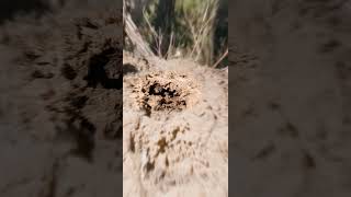 Inside a Termite Mound A Fascinating CloseUp Journey [upl. by Patman]