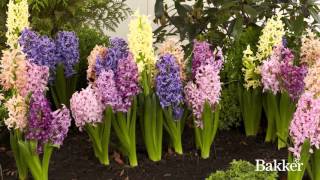 Timelapse  Hyacinth Mixed [upl. by Nosneh532]