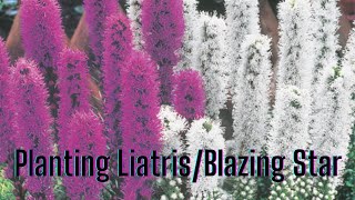 How to Harvest and Save Liatris Seeds Blazing Star [upl. by Mesics877]