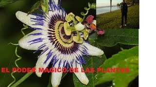 EL PODER MAGICO DE LAS PLANTAS [upl. by Markos797]