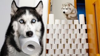 Cats vs Husky Dogs Puppies React to The Toilet Paper Challenge [upl. by Noynek]