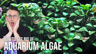 How to Prevent amp Get Rid of Algae in the Planted Aquarium  EP9 Planted Tank Overview [upl. by Annaor]