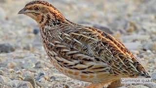 Common quail Coturnix coturnix sound  call and song [upl. by Nobile]