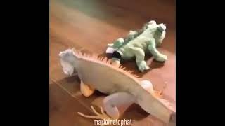 Iguana Bite Iguana plush WITH GMOD SFX [upl. by Maxma175]