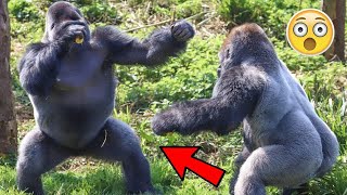 BATALLAS DE GORILAS  GORILLA FIGHTS [upl. by Akcimahs]