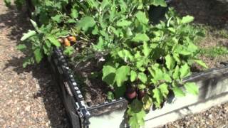 Top Self Seeding FREE amp Easy Food Plants from the Vegetable Garden [upl. by Anna182]