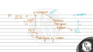 NADP is reduced to NADPH in [upl. by Robinet]