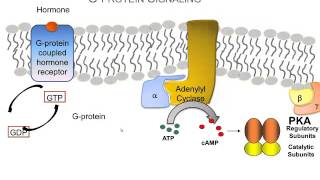 How Hormones Use Gprotein Signaling Pathways A Video Review of the Basics [upl. by Dore795]