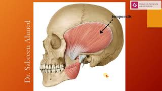 11Muscles of mastication Dr Sabreen Ahmed [upl. by Enamart493]