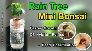 Rain Tree For Mini Bonsai From Seed amp Seed Scarification  subtitles available [upl. by Sampson]