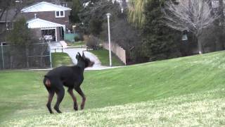 Fast Runner Dog Doberman Dolce HD [upl. by Notnert]