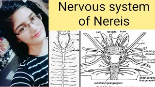 Nervous system of Nereis [upl. by Hsiri381]