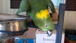 Yellow nape Parrot talking [upl. by Tebzil]